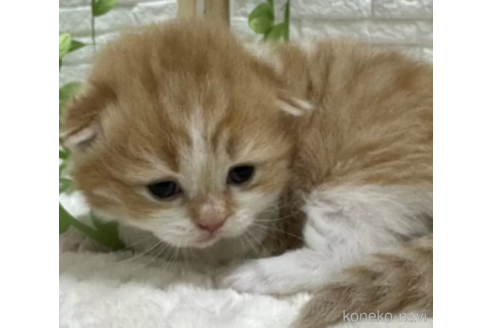 成約済の栃木県のブリティッシュロングヘア-115583の2枚目